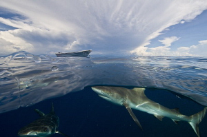A Look Below by Tony Cherbas 